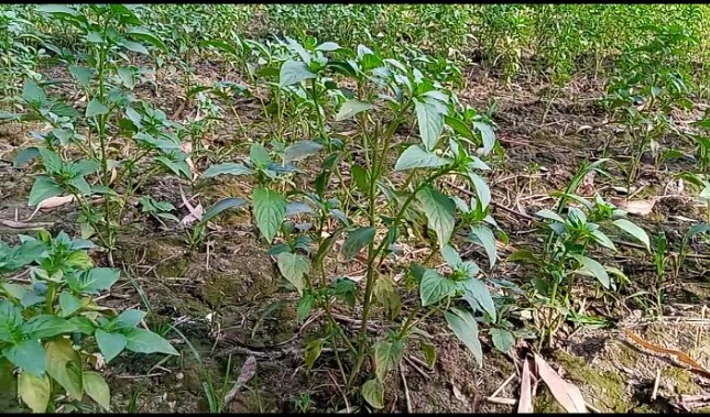 Tulsi Cultivation earned millions of rupees to farmers
