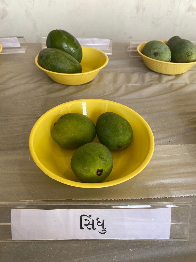 43 varieties of mangoes were exhibited in mango exhibition surat