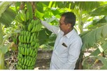 ધોરણ 10 પાસ ખેડૂતે કરી કેળામાંથી કમાણી