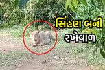 સિંહણને રખેવાળ રાખે, એની કેરી કોણ ચાખે; જુઓ વાઇરલ વીડિયો
