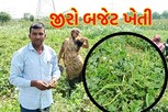 પ્રાકૃતિક ઢબે કરેલી ચોળીની ખેતીએ ખેડૂતને કર્યા માલામાલ, એક મહિનામાં આટલા મણ ઉત્પાદન