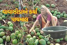 Banaskantha: કેરી પકવતા ખેડૂતોને વાવાઝોડાએ કર્યા પાયમાલ, 200 કરતા વધુ આંબાના વૃક્ષો પરથી કેરીઓ ખરી પડી