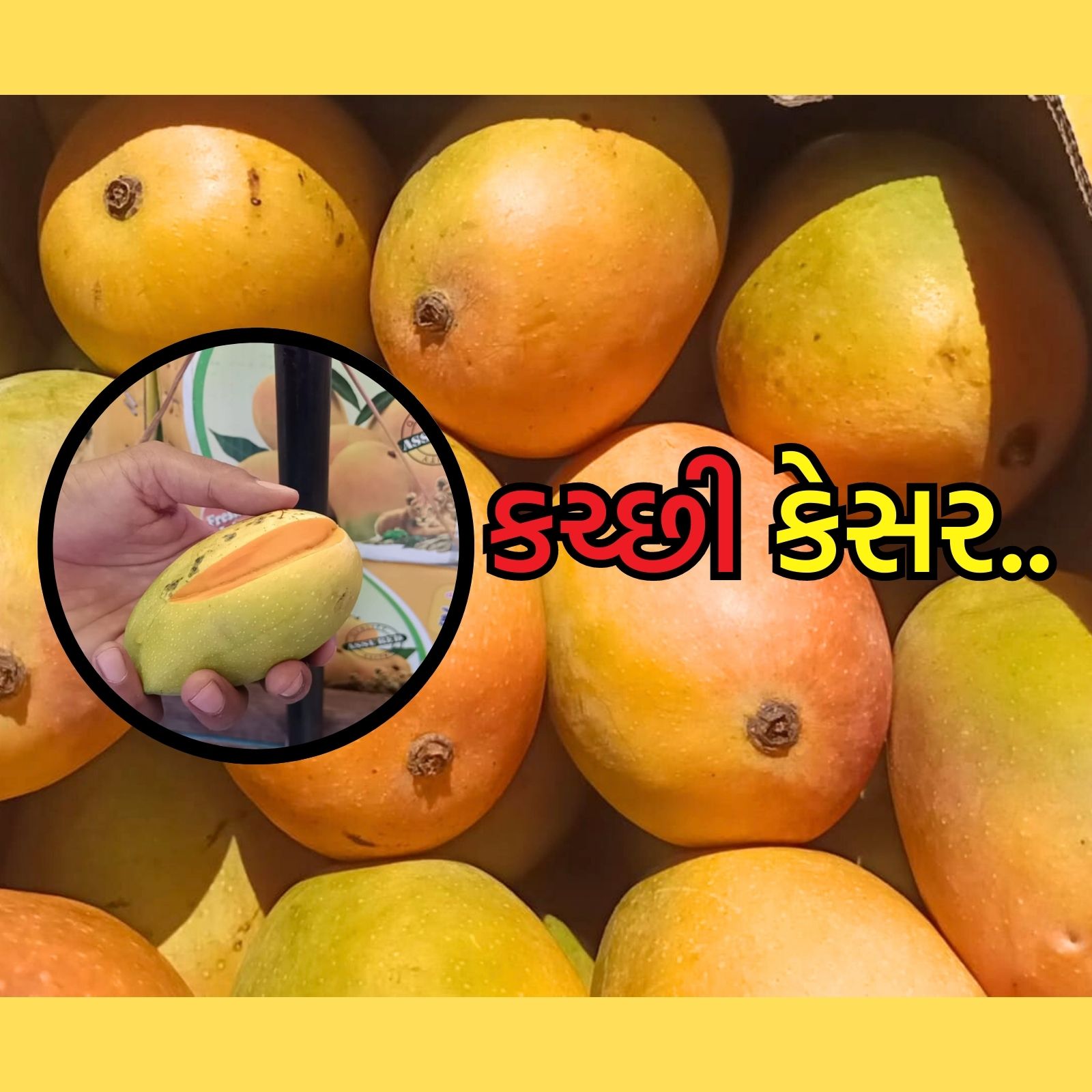 Kutch Kesar Mango: એ હાલો..કચ્છની કેસર આવી ગઈ છે બજારમાં, એક પેટીનો ભાવ છે  આટલો