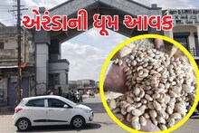 મહેસાણા માર્કેટ યાર્ડમાં એરંડાની ધૂમ આવક, ખેડૂતોને મણના આટલા ભાવ મળ્યા