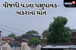 ધ્રાંગધ્રાના જશાપર ગામે વીજળી પડતા પશુપાલક સહિત 80 બકરાનાં મોત