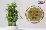 ઘરની આ દિશામાં વાંસનો છોડ લગાવવાથી આવશે અપાર સુખ-શાંતિ અને સમૃદ્ધિ