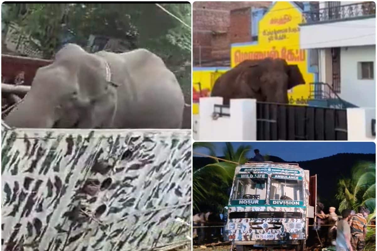 Arikomban: ચોખા ખાવાના શોખીન હાથી એરીકોમ્બને લોકોની હાલત ખરાબ કરી હતી, હવે  તેને જંગલમાં છોડવામાં આવ્યો | અજબગજબ - News18 ગુજરાતી