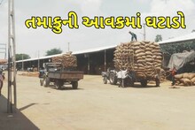 Mehsana: ઉનાવા માર્કેટ યાર્ડમાં તમાકુની આવકમાં ઘટાડો, ખેડૂતોને મણના આટલા ભાવ મળ્યા