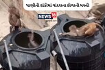 ગરમીથી ત્રસ્ત વાંદરાઓના અચરજભર્યા કરતબ, પાણીની ટાંકીમાં ડૂબકી લગાવી, જુઓ વીડિયો