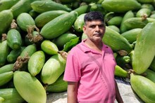 ભરૂચના આ ખેડૂતે બારેમાસ થતા ટિંડોળાની ખેતી કરી ઉનાળાની સીઝનમાં મેળવ્યું સારૂ ઉત્પાદન, APMCમાં મળી સારી આવક