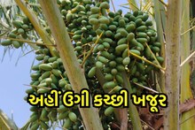 કચ્છમાં થતી ખજૂરનો ભરૂચમાં પ્રયોગ, બાયફ કૃષિ વિજ્ઞાન કેન્દ્ર ખાતે યોજાયું ડેમોસ્ટ્રેશન