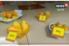 Junagadh : સક્કરબાગ ફળ સંશોધન કેન્દ્રમાં ઉગે છે કેરીની 65થી વધુ જાત