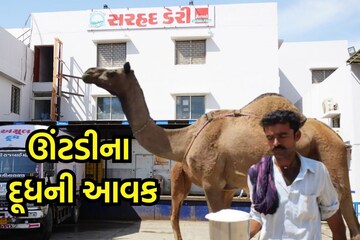 World Milk Day: ઊંટડીનું દૂધ સ્વીકારતી એક માત્ર ડેરી, કચ્છના લોકોને કરાવે છે સારી આવક