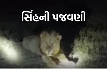 Amreli : મારણ કરી રહેલા સિંહની પજવણીનો વીડિયો સોશિયલ મીડિયામાં વાયરલ, વન વિભાગે આપ્યો તપાસનો આદેશ