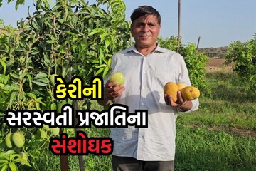 Kutch: ખેડૂતે વાડીને બનાવી પ્રયોગશાળા, સોનપરી કેરીમાં કચ્છની દેશી કેરી મિક્સ કરી વિકસાવી નવી પ્રજાતિ