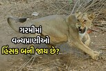 ગરમીમાં વન્યપ્રાણીઓ હિંસક બની જાય છે? જાણો શું છે કારણ