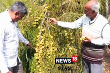 Sabarkantha: આમળાની ખેતીએ ખેડૂતને કર્યા માલામાલ, વર્ષની આવક જાણી ચોકી જશો