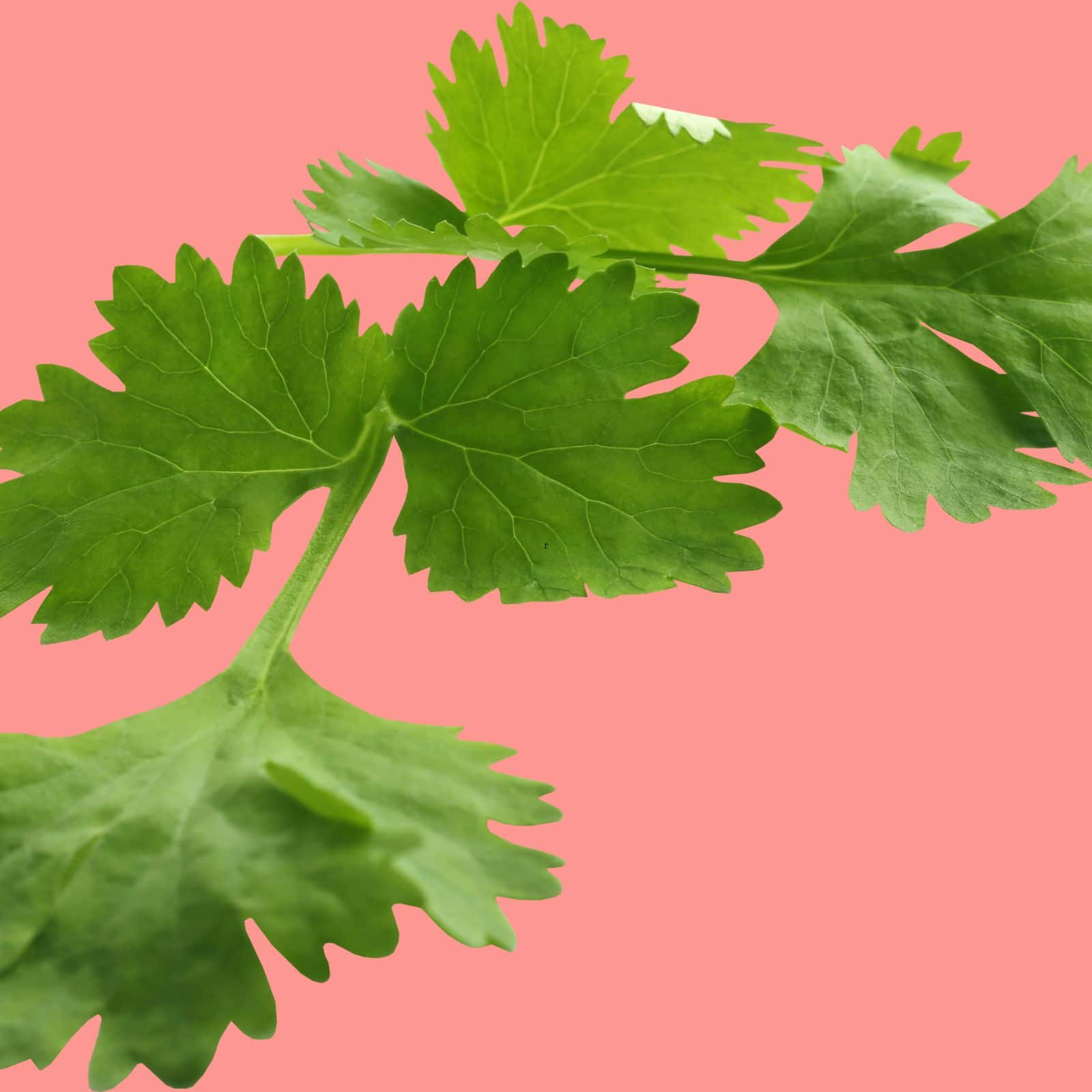 Five Great benefits of coriander જાણો કોથમીર ખાવાથી હેલ્થને શું ફાયદો