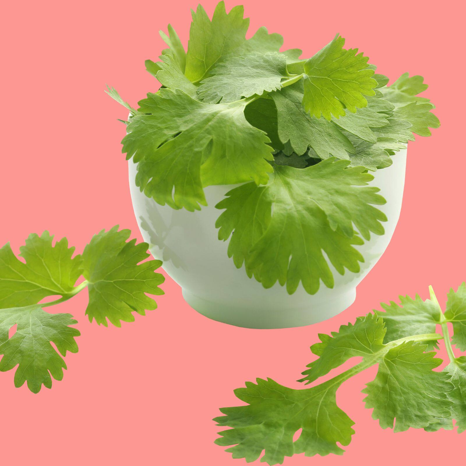 Five Great benefits of coriander જાણો કોથમીર ખાવાથી હેલ્થને શું ફાયદો