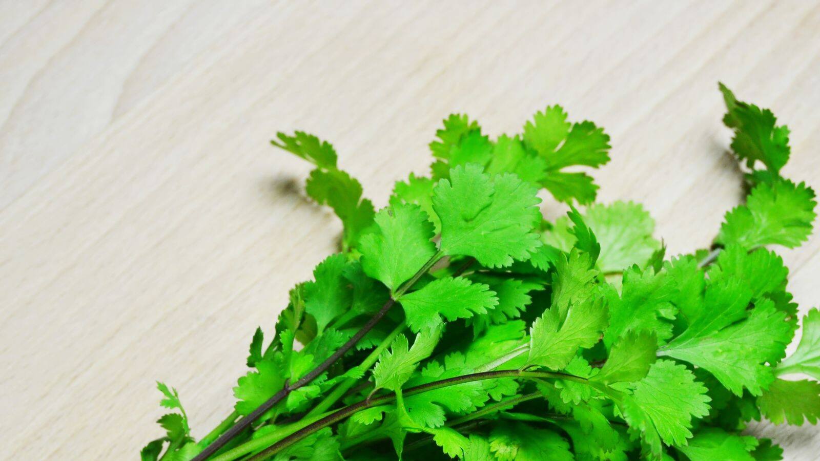 Five Great benefits of coriander જાણો કોથમીર ખાવાથી હેલ્થને શું ફાયદો થાય છે News18 Gujarati
