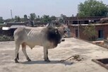 VIDEO: ગાયની પાછળ પાછળ આખલો ખેડૂતના ધાબા પર ચડી ગયો, 10 કલાક સુધી ઉતર્યો નહીં