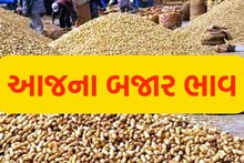 Amreli: સાવરકુંડલા માર્કેટિંગ યાર્ડમાં ઉનાળું તલની પુષ્કળ આવક, ફટાફટ જાણી લો આજના ભાવ