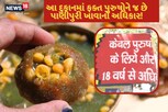અહીં ફક્ત પુરુષોને જ ખવડાવાય છે પાણીપુરી, મહિલાઓની એન્ટ્રી છે બૅન!