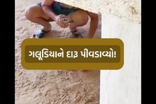 વડોદરામાં શખ્સે એપાર્ટમેન્ટમાં બે મહિનાના ગલૂડિયાને બળજબરી દારૂ પીવડાવ્યો! પછી શું થયું?