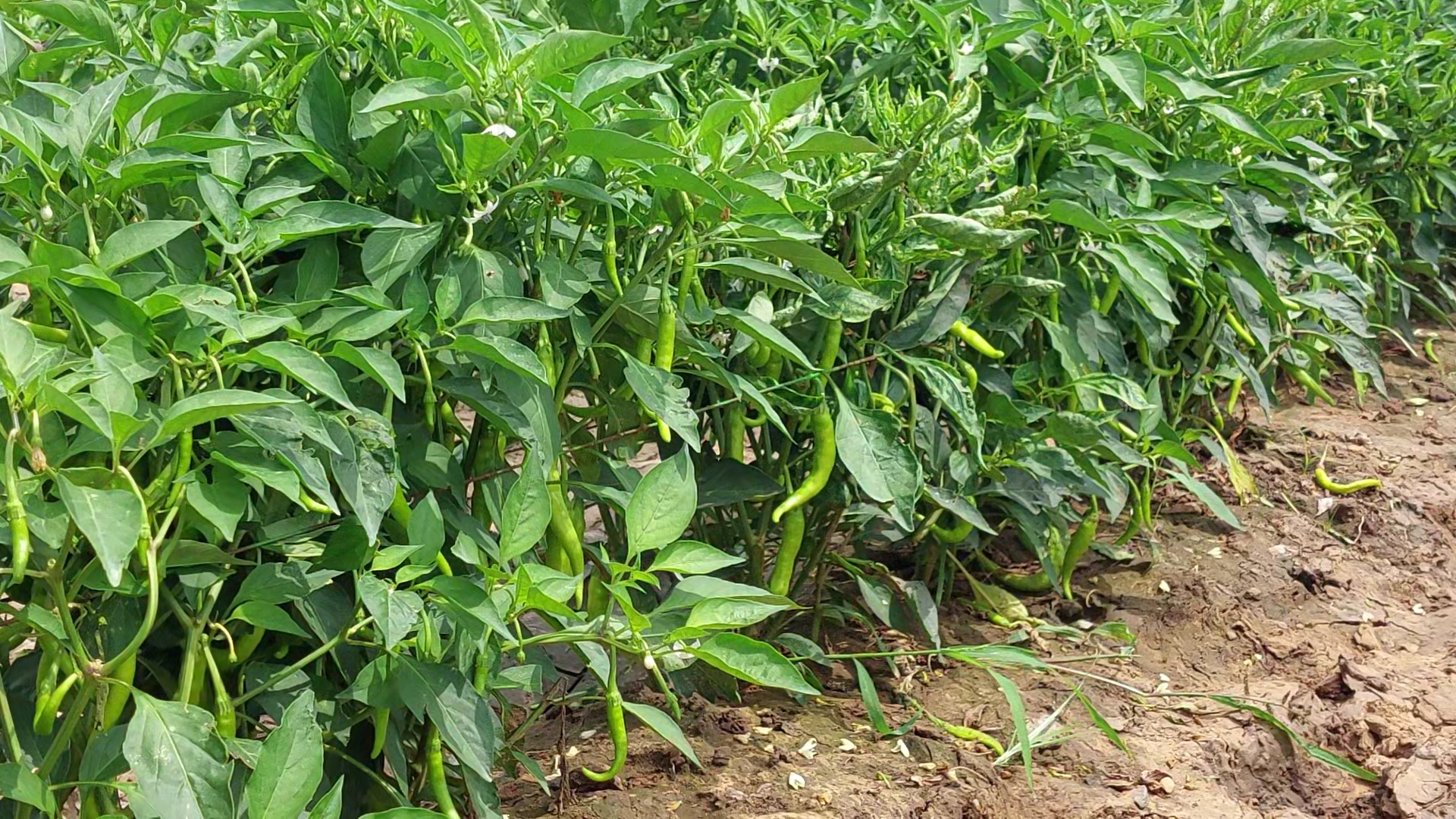  ખેડૂતોના જણાવ્યા પ્રમાણે, આ વખતે પાક વાવેતર ઓછું થયું હોવાને કારણે શાકભાજીના ભાવ વધારે મળી રહ્યા છે. જેના કારણે ખુશીનો માહોલ છવાયો છે.