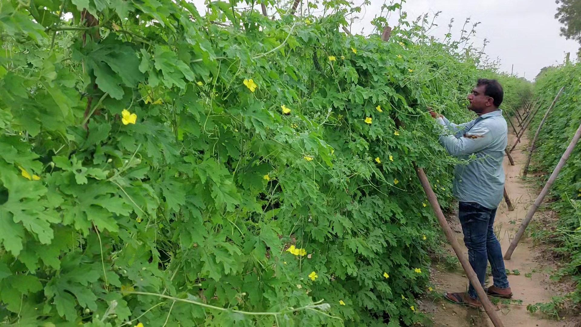  તો મરચાની વાત કરીએ તો મરચા જે પહેલા 500થી 600 રૂપિયે 20 કિલો મળતા હતા જે અત્યારે 1600થી વધુ ભાવે મળી રહ્યા છે. તો અત્યારે ટામેટાની તો વાત જ અલગ જ છે. જે એક કિલોના 160થી 180 રૂપિયા ભાવે વેચાઈ રહ્યા છે. એકંદરે આ વર્ષે ખેડુતેને શાકભાજીમાં સારું એવુ મળતર મળી રહ્યુ છે. વીઘે દીઢ અંદાજે 20થી 25 હજાર ખર્ચ થાય છે. જેનુ ઉત્પાદન અંદાજે 1 લાખ 30 હજારથી લઈ 1 લાખ 50 હજાર સુધી મળી રહે છે.