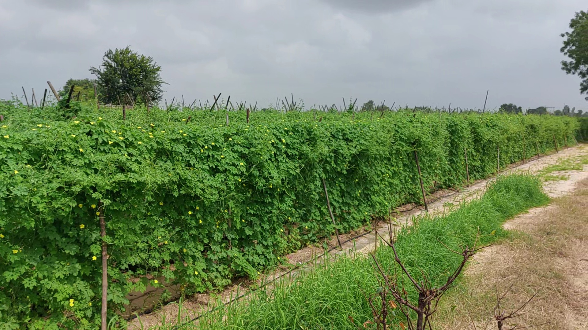  ખેડુતોએ ઉત્પાદન કરેલા શાકભાજીના ભાવની વાત કરીએ તો, કારેલા કે જે પહેલા 100થી 300 રૂપિયે 20 કિલો મળતા હતા જે અત્યારે 800થી 1000 રૂપિયા મળી રહ્યા છે.