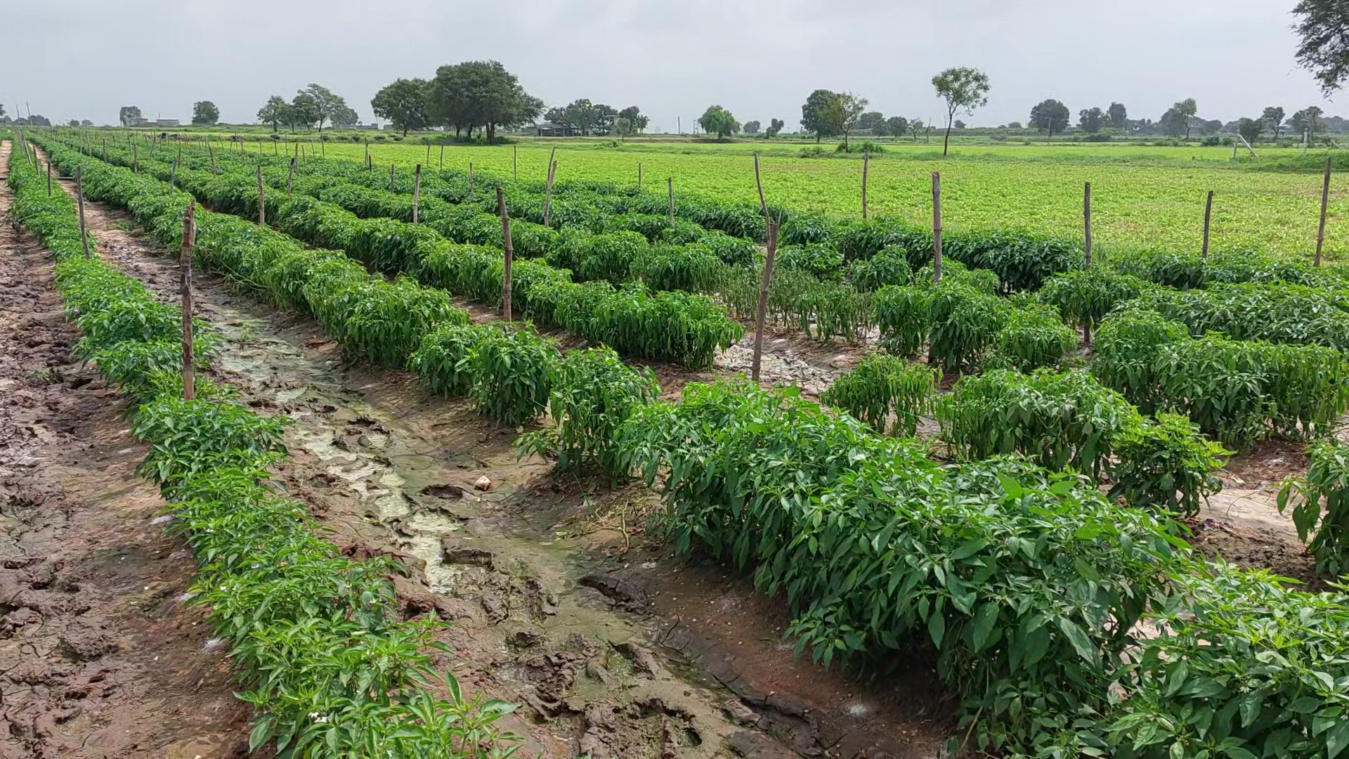  આમ તો શાકભાજીના ભાવ આસમાને પહોંચ્યા છે જેને લઈને ખેડુતોમાં કહીં ખુશી કહીં ગમ જેવો માહોલ જોવા મળ્યો છે. ઉત્પાદન ઓછું છતા પણ ભાવ વધુ મળતા ખોડુતોમાં હાલ તો ખુશીનો માહોલ જોવા મળ્યો છે. તો સામે ગ્રુહિણીઓનુ બજેટ પણ ખોરવાયુ છે.