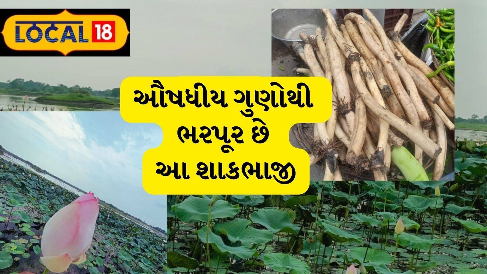 Lotus cucumber has medicinal properties કમળ કાકડી ઔષધીય ગુણોનો છે