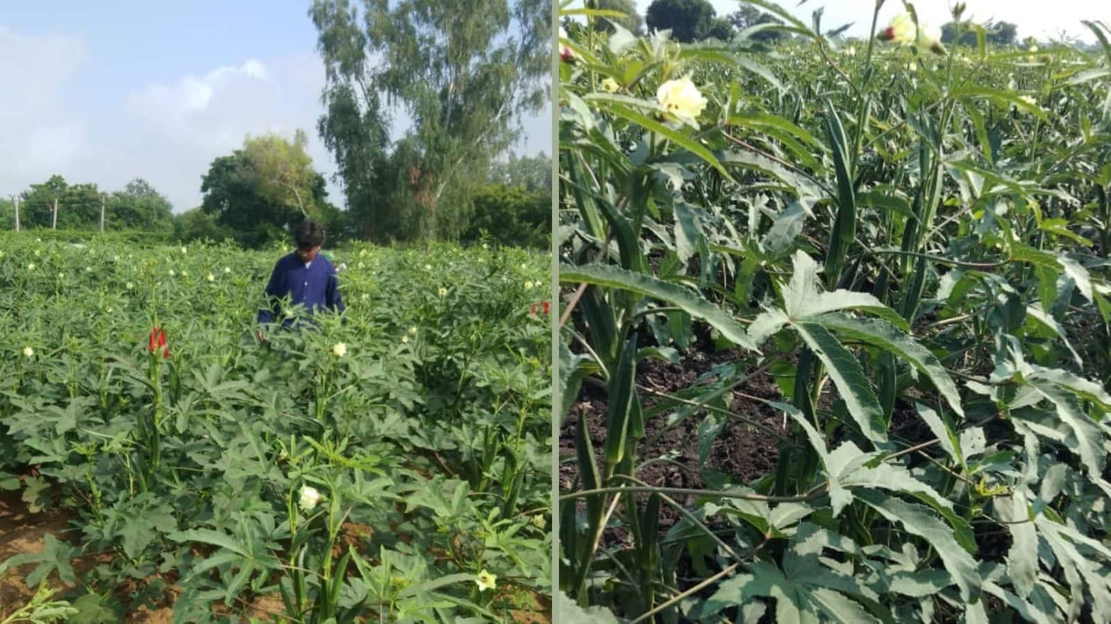 ખેડૂતમૈત્રી(Farmers-friendly) નીતિઓના પરિણામે, આજે બાગાયતી પાકો ગુજરાત