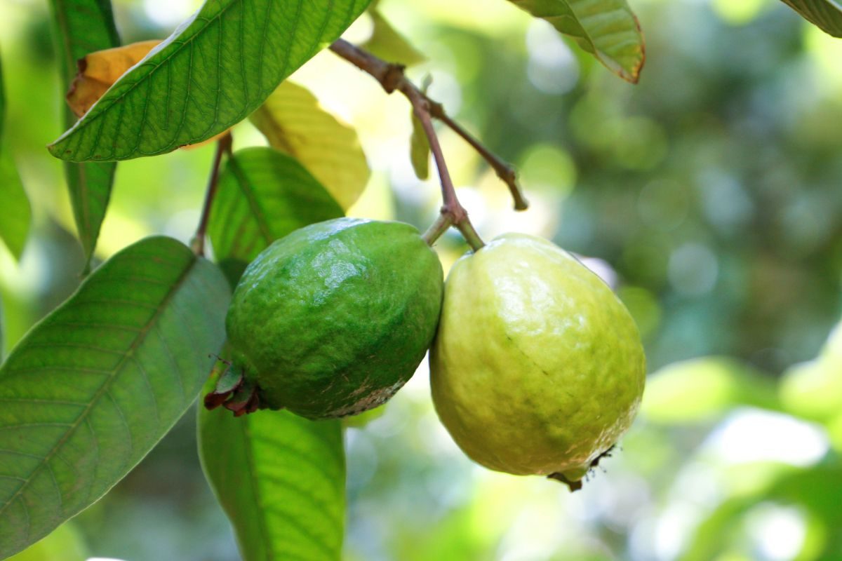 Jaama Tree શિયાળામાં જામફળ 5 મોટી બીમારીઓને રાખે દૂર, પાંદડાનો આ રીતે કરો ઉપયોગ ...