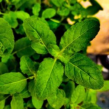 Consuming basil leaves also helps in reducing stress and anxiety. According to Healthline, tulsi helps in treating wounds as well as preventing infections. Let's know about the health benefits of Tulsi...