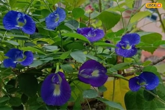 Aparajita flower plays a special role in controlling diabetes, this flower regulates blood glucose levels