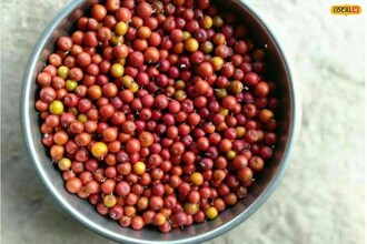Nikhil Swamy, Bikaner: Rajasthan has many fruits that grow only here and the demand for them is also high. Locals and foreigners alike eat this Rajasthani fruit with great enthusiasm.