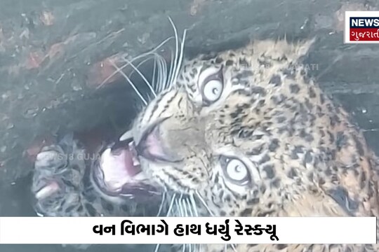 શિકારની લાલચ દીપડાને પડી ભારે