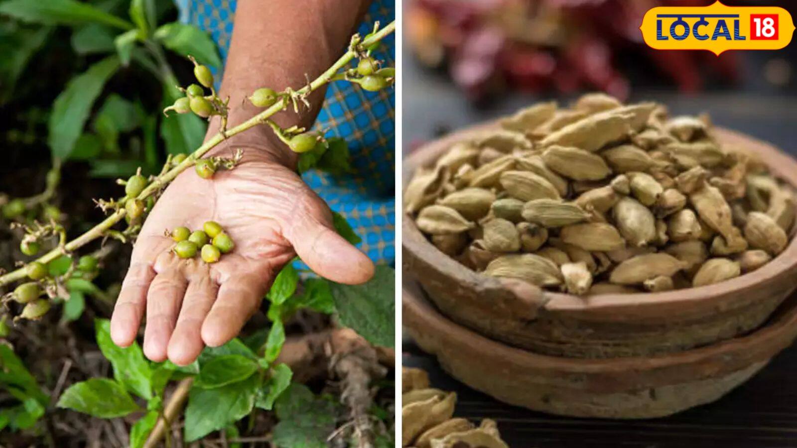 Learn How to Grow Your Own Cardamom Plants in a Pot at Home ઈલાયચીના
