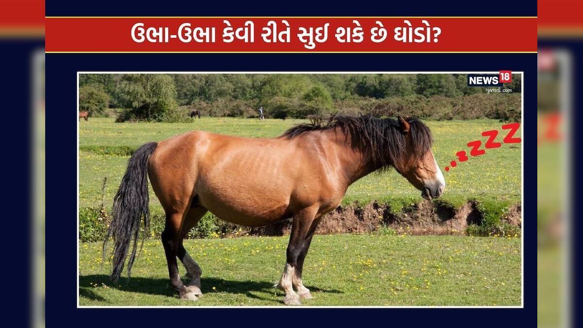 ઉભાઉભા જ કેમ સુઈ જાય છે ઘોડો, શું તેને પગમાં દુખાવો નહીં થતો હોય? 99