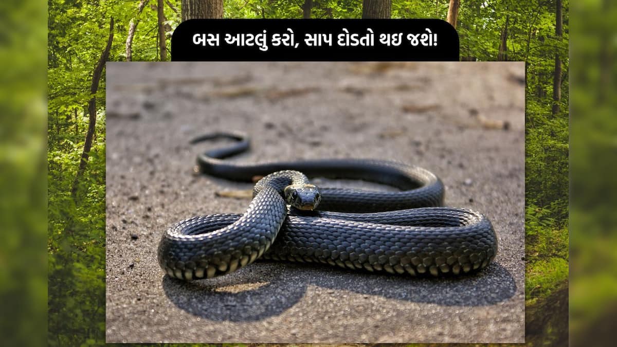 શું દુનિયામાં એવું કંઈ છે જેની ગંધથી સાપ ભાગી જાય? લોકો માટે જાણવું ખૂબ