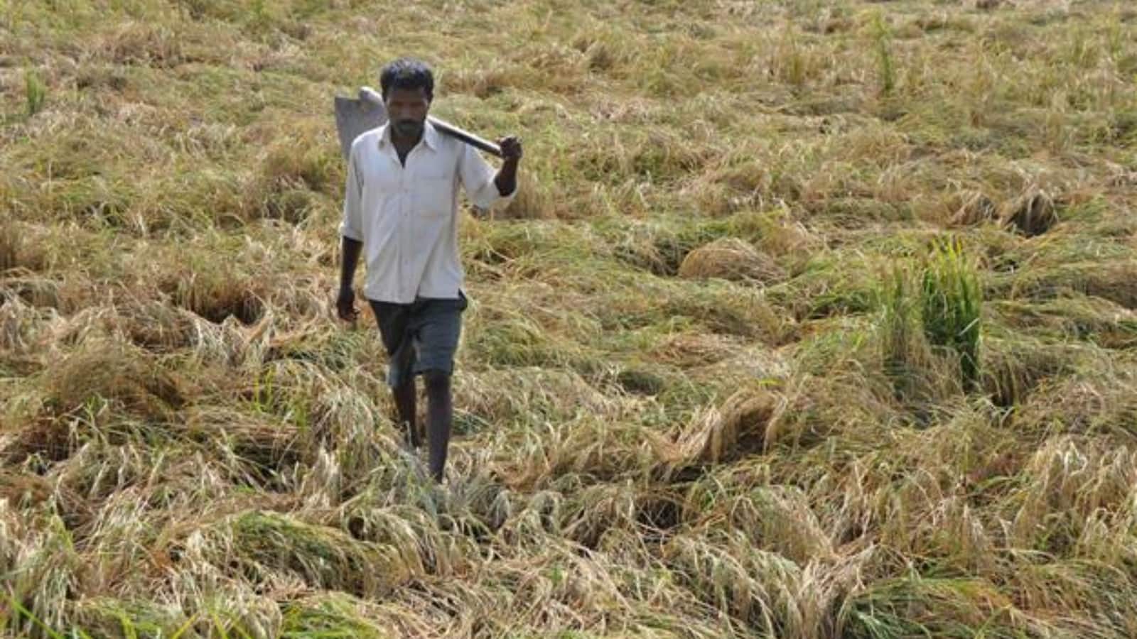 ખેડૂત ભાઈઓ માટે અંબાલાલ પટેલની સલાહ, ધ્યાન રાખજો ખેતરમાં આ પાકને થઈ શકે નુકસાન - weather expert ambalal patel advice to farmers gujarat weather forecast this will harm your crop