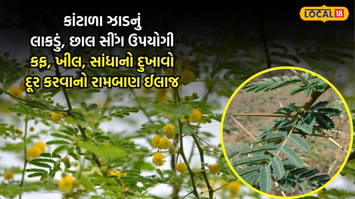 ફેફસામાં રહેલો કફ દૂર કરે છે કાંટાળા ઝાડનું દાતણ, તેનો ઉકાળો અને ગુંદર ...