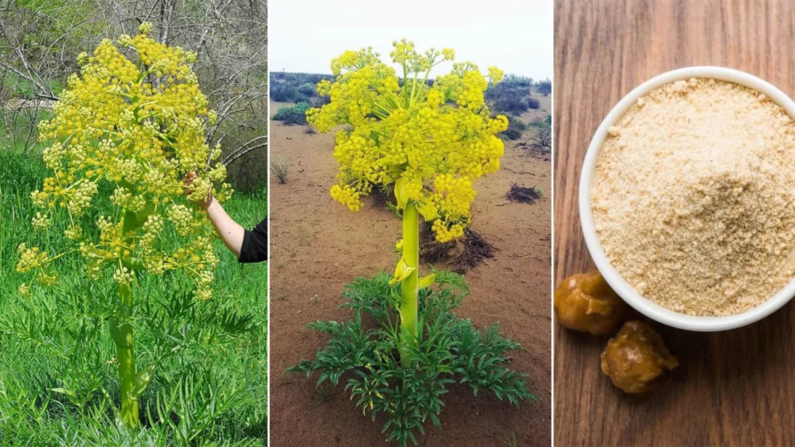 આ ખેતી લખપતિ બનવાના બધા દરવાજા ખોલી દેશે, મહિને 3 લાખ રૂપિયા સુધીની