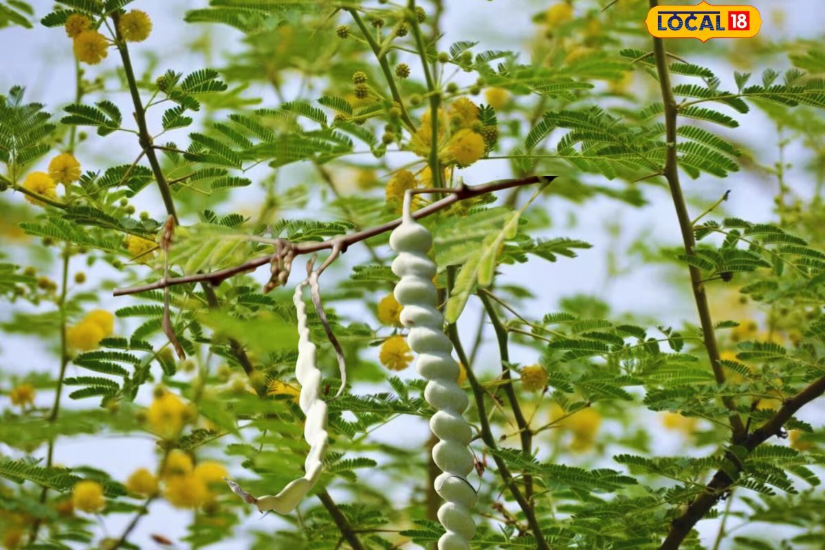Balbool હેલ્થ ટિપ્સ: દેશી બાવળના દાતણ આરોગ્ય માટે અતિ ગુણકારી છે-babool tree ...