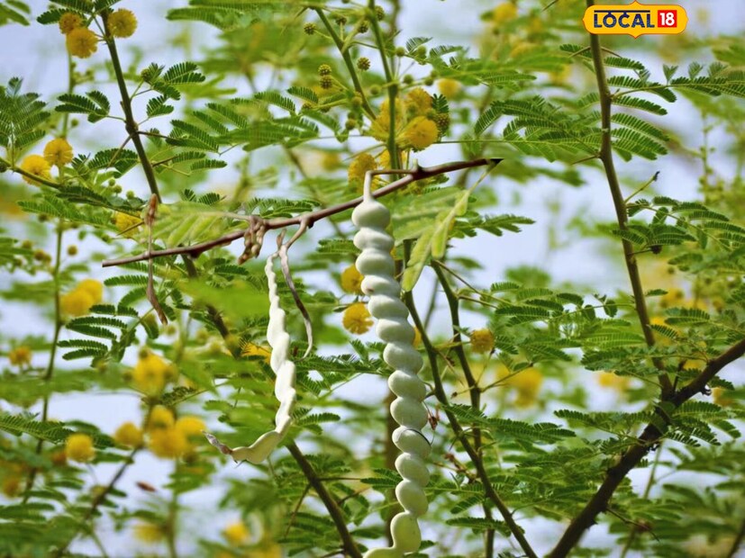 હેલ્થ ટિપ્સ: દેશી બાવળના દાતણ આરોગ્ય માટે અતિ ગુણકારી છે-babool tree ...