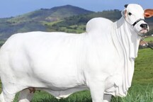 40 કરોડમાં વેચાઈ આ ગાય, ખેડૂત થયો માલામાલ, ભારતના આ શહેર સાથે સંબંધ
