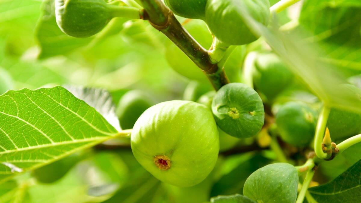 અનેક દવાઓનો બાપ છે આ ફળ, કેન્સર જેવી ઘાતક બીમારીઓને દૂર રાખશે - health ...