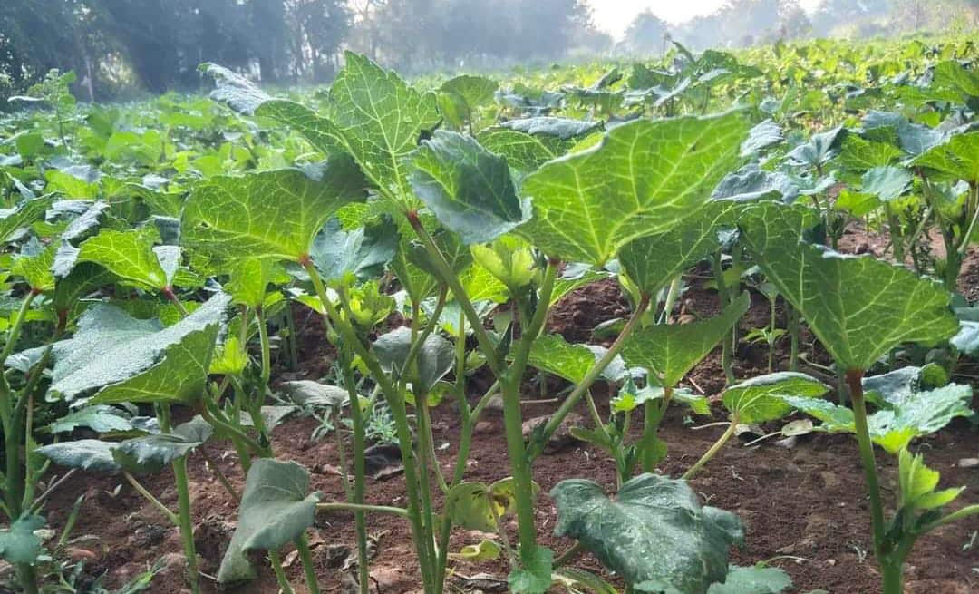 ખેડૂતમૈત્રી(Farmers-friendly) નીતિઓના પરિણામે, આજે બાગાયતી પાકો ગુજરાત